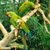 Green Macaws